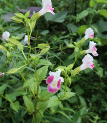 Close up of a pink and white color flower with few seed and green leaves