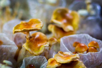 A close up of mushrooms in the garden