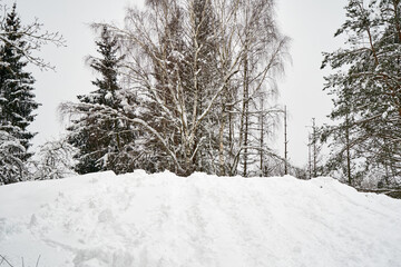 Small hill with snow covered trees in winter