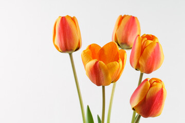 Five orange Dutch tulips on a light background. 