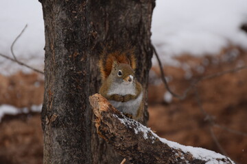 squirrel