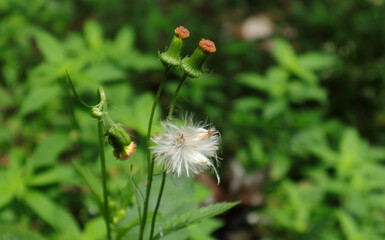 Close up of a wild plant with two almost ready to bloom flowers and few buds and the cluster of seeds spread by the wind