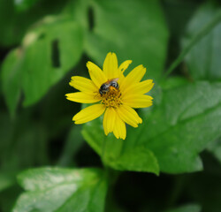 A small black bee feeds on a yellow tickseed flower