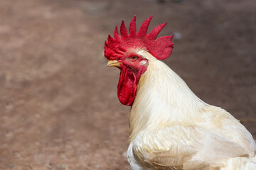 White chicken with blurred background.