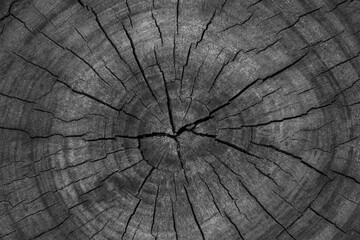 close up of cracks and rings on old stump