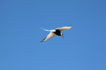 Obraz premium An Arctic Tern in flight over Farne Islands