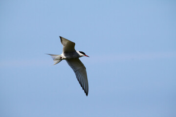 An Arctic Tern in flight over Farne Islands