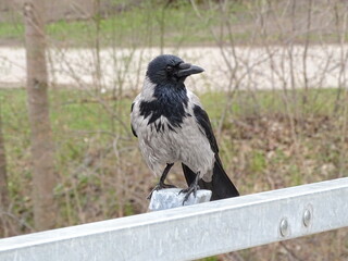 crow on a fence