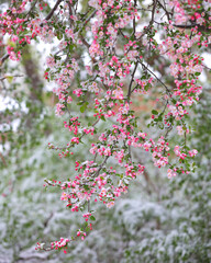 Snow meets blossom