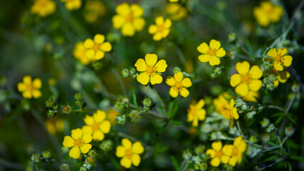 Obraz premium background texture green grass and many small yellow meadow flowers. wildflowers top view. abstract seasonal background, summer little flowers, nature spring, floral abstraction, soft selective focus