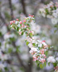 Snow meets blossom