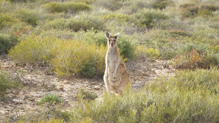 Kangaroo at Kalbarri National Park in Western Australia.
