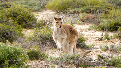 Naklejka na ściany i meble Kangaroo at Kalbarri National Park in Western Australia.