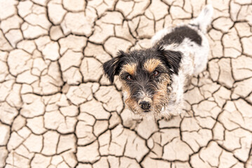  cute dog are sitting in a dry sandy desert and looking up - dirty Jack Russell Terriers