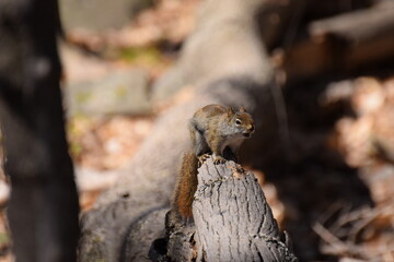 squirrel