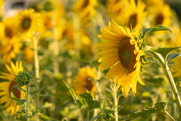 A group of beautiful yellow flowering sunflowers on a field.