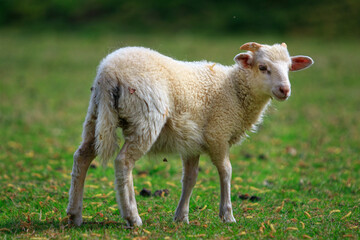 Obraz premium Bélier, mouton, brebis a poil long