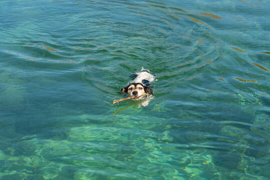 Dog 10 years old. Little cDog 10 years old. Small cute Jack Russell Terrier swims in clear water and carries a stickute Jack Russell Terrier swims in clear water.