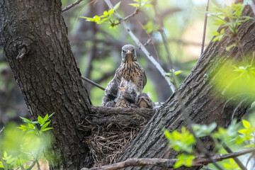 Thrush fieldfare, Turdus pilaris, in a nest with chicks