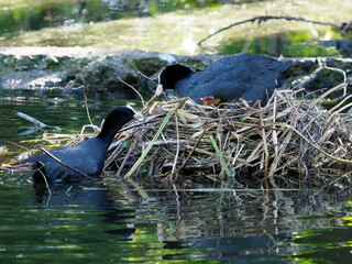 Coot with chicks