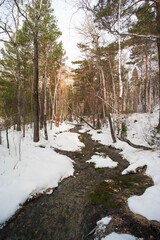 The tributary of the mountain river Kyngyrga flows among the snowdrifts in the forest in early spring. Arshan resort, Republic of Buryatia, Russia, Siberia