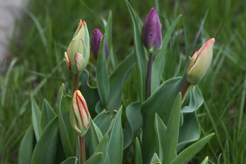 А group of spring tulips ready to bloom.