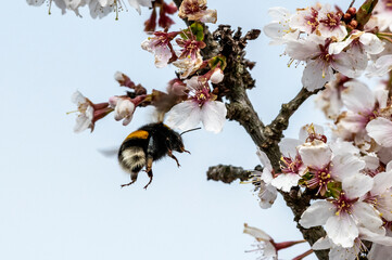 Blüten und Insekten, Hummeln und Wespen