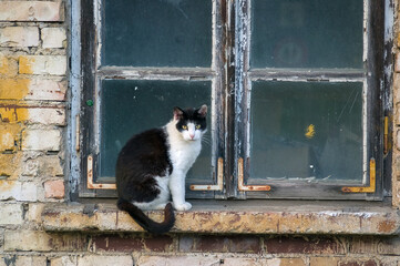 Czarno-biały kot siedzący na parapecie starego drewnianego okna