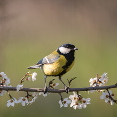 Great Tit, Parus major, sitting on a flowering tree