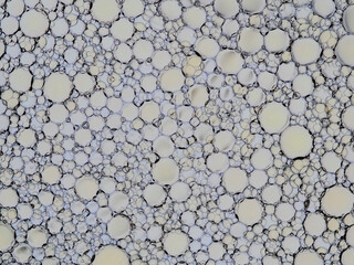 Oil bubbles on the water surface