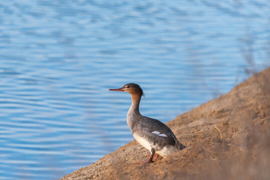 Red-breasted merganser, Mergus serrator, single juvenile male