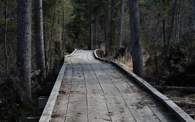 Twisted dilapidated wooden walkway through a dark evergreen forest.
