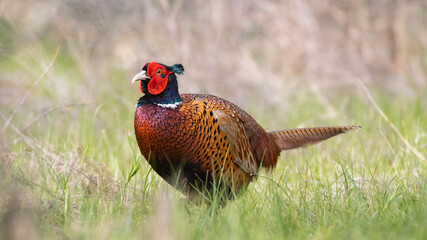 Ringneck Pheasant, Phasianus colchicus in the habitat