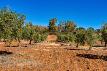 Olive plantations near Merida Caceres in Extremadura, Spain