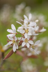 Close up of smooth serviceberry (amelanchier laevis) flowers in bloom