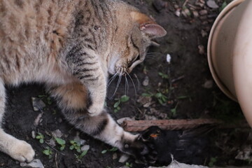 the cat and the bird it caught