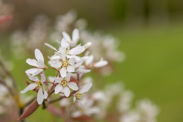 Close up of smooth serviceberry (amelanchier laevis) flowers in bloom