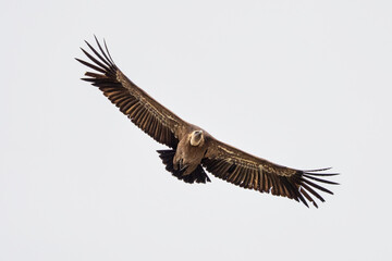 Griffon vulture, Gyps fulvus in Monfrague National Park. Extremadura, Spain
