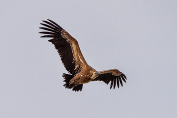 Griffon vulture, Gyps fulvus in Monfrague National Park. Extremadura, Spain