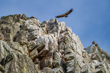 Griffon vultures, Gyps fulvus in Monfrague National Park. Extremadura, Spain