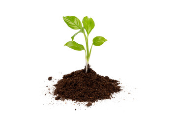 Young sprout grows from a pile of black earth, isolated on a white background. Concept of growth or new life