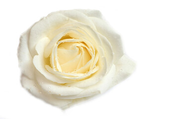 white rose with water droplets on a white background
