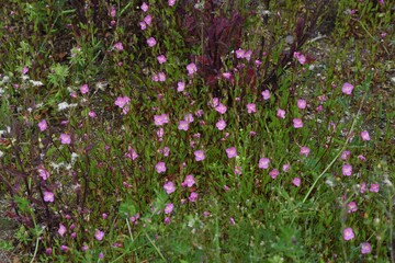 Rose evening primrose is an Onagraceae perennial plant.