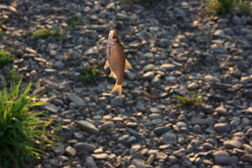 Caught fish hanging on a hook. Natural background with copy space