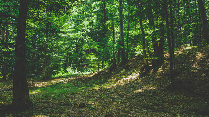 Obraz premium The beautoful forest in the meses mountains - Zalau - Salaj