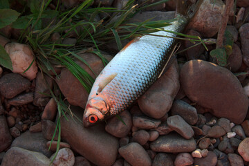 The caught fish lies on the rocks. Fishing outdoors