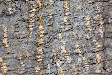 The bark of a tree with an uneven texture.