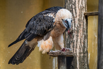 Bearded vulture, Gypaetus barbatus in Jerez de la Frontera, Andalusia, Spain