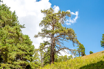 Fototapeta premium Pine tree in the background with a beautiful weather blue sky with copy space on a blue background to the left 