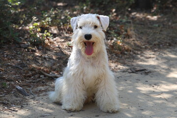 schnauzer nain blanc
